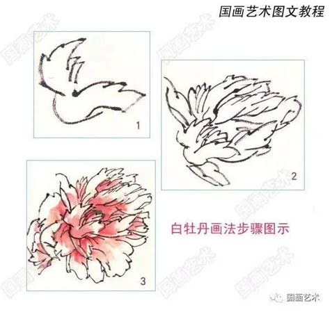 牡丹花畫法|國畫牡丹技法：6種顏色牡丹的畫法